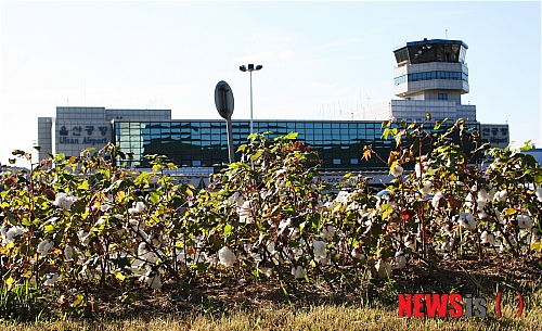 울산공항 내 목화밭