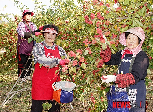밀양 꾸지뽕 열매 수확에 분주한 아낙네의 손길