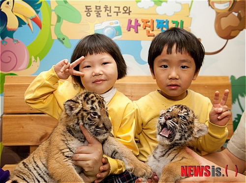 어린이대공원서 아기호랑이 해님-달님 자매공개