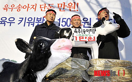 송아지 값이 만원인 나라!