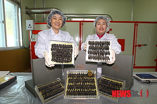 태안 건해삼 가공식품 새로운 소득원으로 부각