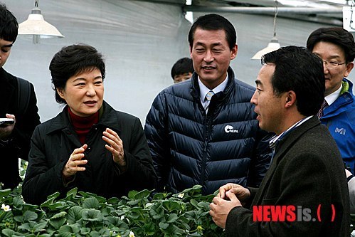 수출하는 국산 딸기