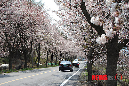 주산 벚꽃축제