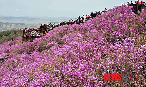 강화 고려산 진달래 축제