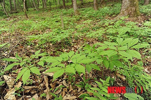 청정 양평에서 자란 산양산삼 체험장 개장