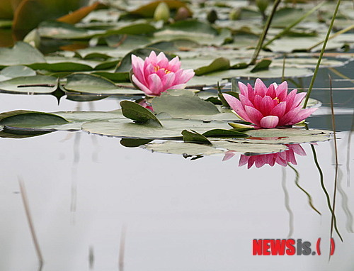 화천 연꽃단지 활짝 핀 수연