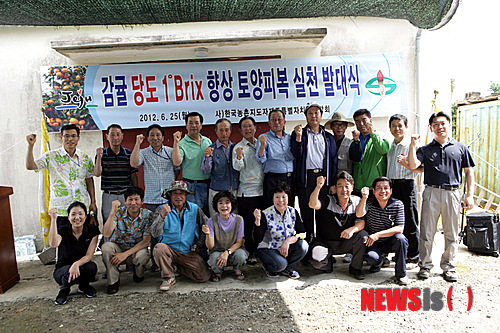 농촌지도자 제주도연합회 감귤당도향상 토양피복 발대식