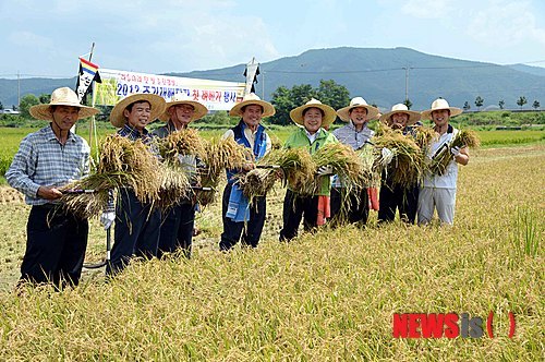 순천 신대들 첫 벼베기…타지보다 10여일 빨라