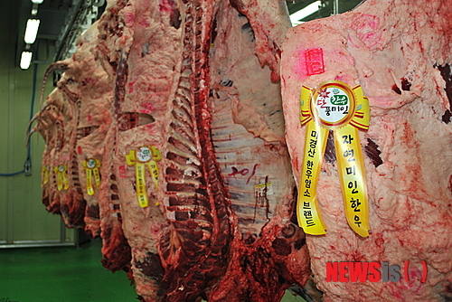정읍 단풍미인한우 미경산우, 공판장 첫 출시