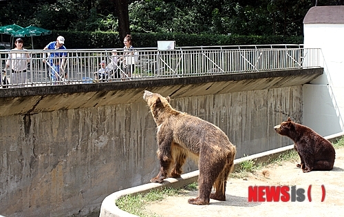 달성공원, 곰 구경하는 대구시민들