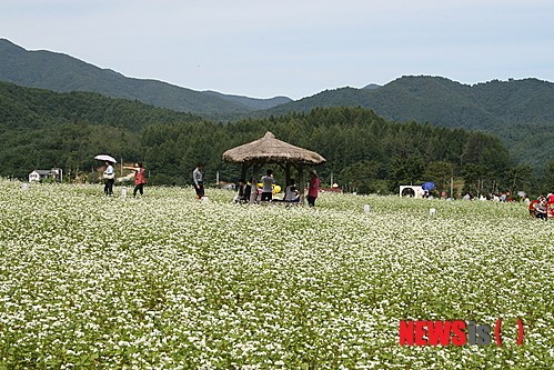 봉평마을 메밀꽃 향기 물씬