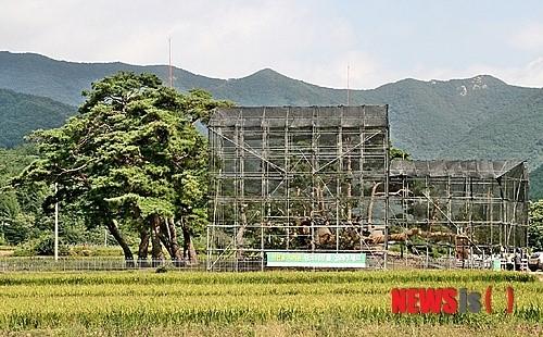 차광막에 가려진 왕소나무