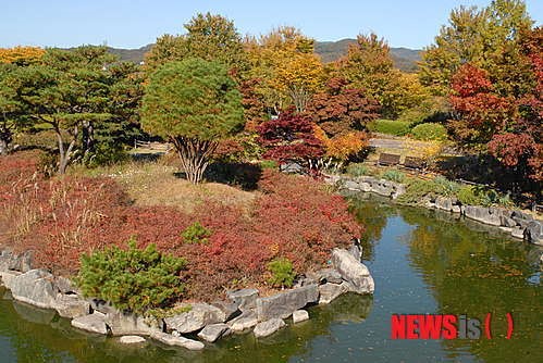 충남도 금강수목원 가을단풍 절정
