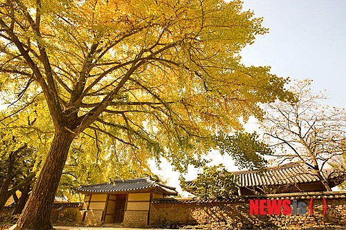 제10회 은행마을 단풍 축제