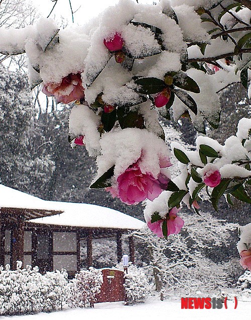 설중동백(雪中冬柏)