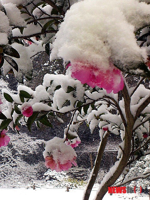설중동백(雪中冬柏)