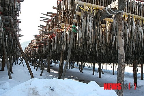 바람의 명작 황태