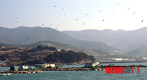 가마우지 떼, 여수해상가두리 습격
