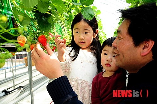 논산딸기체험을 하는 가족방문객