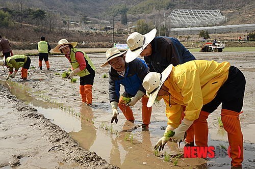 순천 해룡면서 전국 첫 노지 모내기