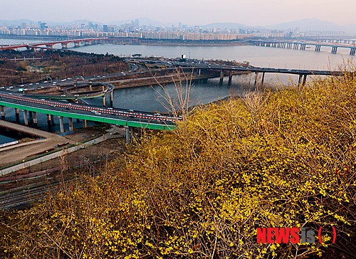 개나리꽃 가득한 응봉산