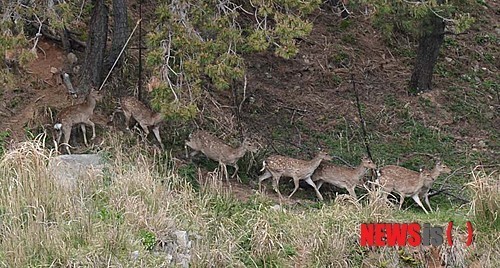 거제 이수도 탈출 사슴 모두 생포…농장에 가둬