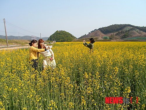 영덕군 남산리 활짝 핀 유채꽃 관광객 발길 사로잡아