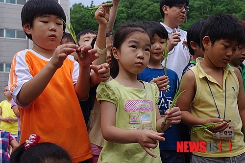 천안삼거리초 이색 모내기 체험