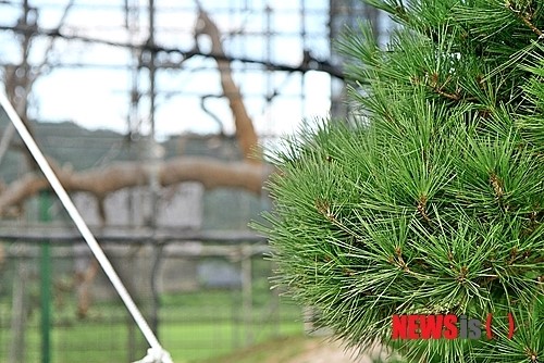괴산 왕소나무 일부 녹색 잎 새순?