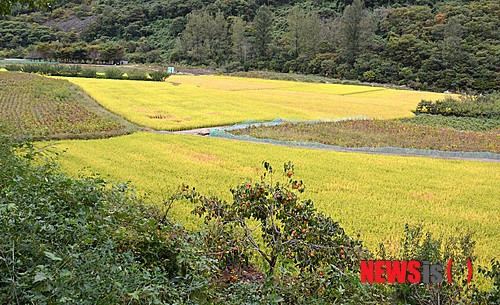 인적없는 밀양의 한산한 들녘