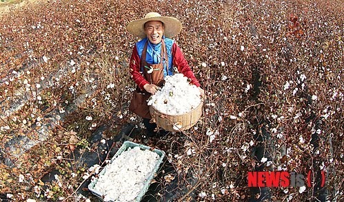 목화솜 수확