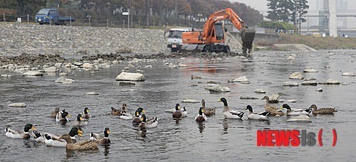 오리, 수달 서식지 보전을 위해 신천 바닥 공사