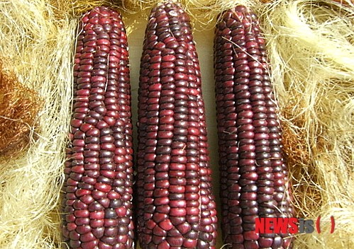삼척시 벼·봄감자·옥수수 보급종 신청 받아