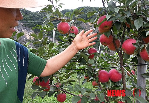 평창군, 사과나무 가지유인기 기술보급