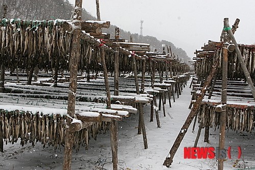 눈·바람 맞으며 익어가는 황태