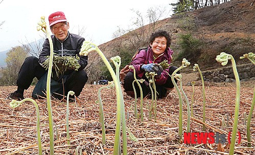 지리산 고사리 맛보세요!