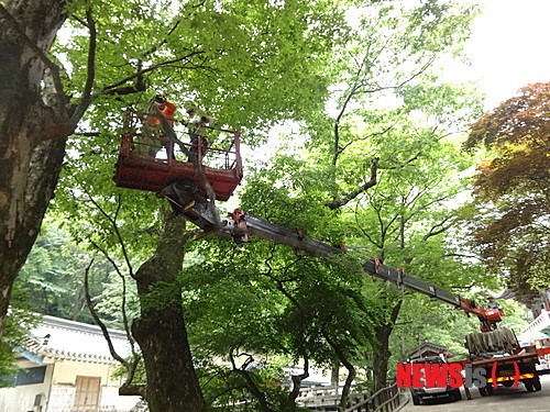 계룡산국립공원, 등산로변 고사목 대대적 정비