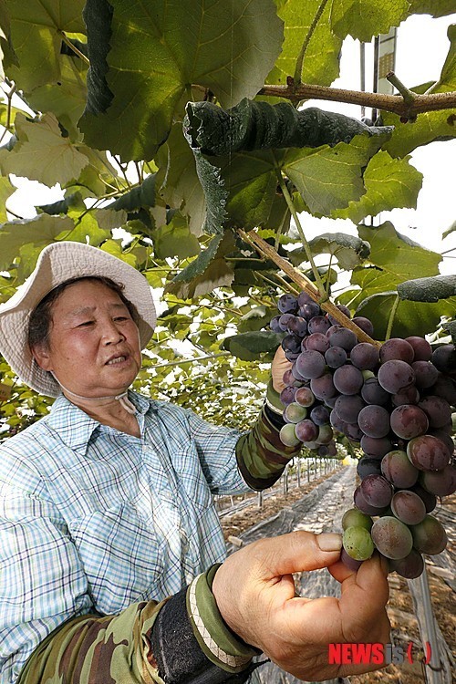 태풍 너구리 대비 시설하우스 점검