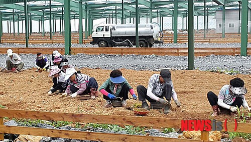 영월태양광발전소, 세계 최초 영농복합발전소 성공