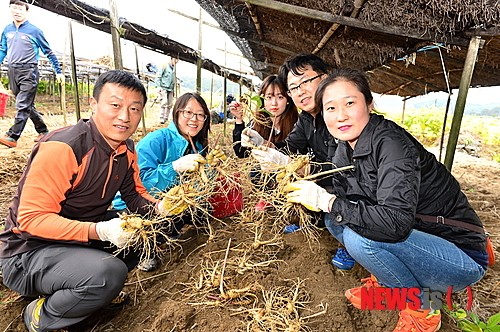 영주풍기인삼축제 인삼캐기 체험