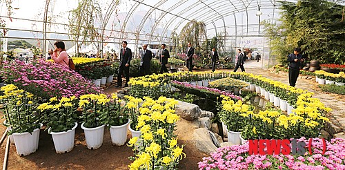 서산국화축제