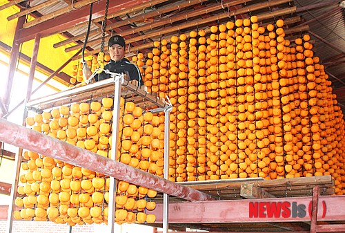 곶감 말리는 영동