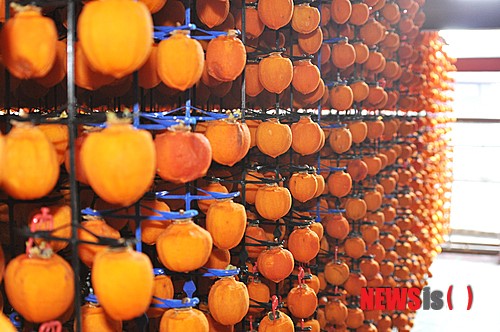 [뉴시스 앵글]곶감 출하 앞둔 감 고을 영동