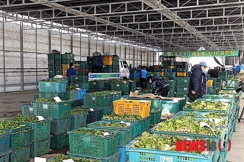 고성시금치 경매