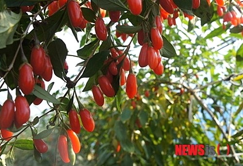 홍천산 구기자 신소득 작목으로 육성