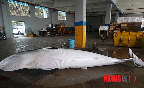 울산서 밍크고래 그물에 걸려 죽어