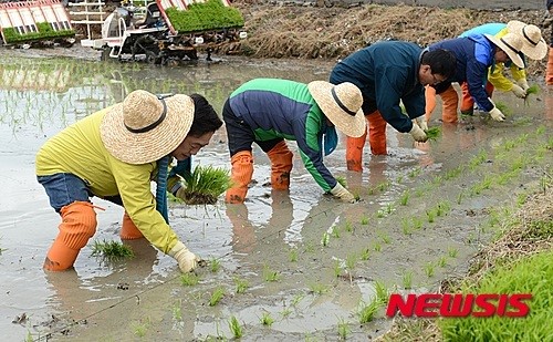 순천 해룡면서 전국 첫 노지 모내기