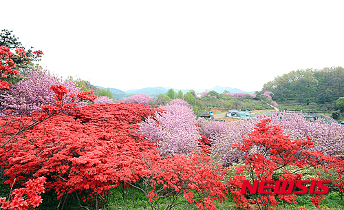 전주 완산공원 꽃동산 만개