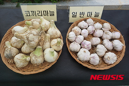 정읍시, 토종 코끼리마늘 새로 육성