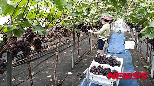거봉계 거제 둔덕포도 출하…효자종목 자리매김